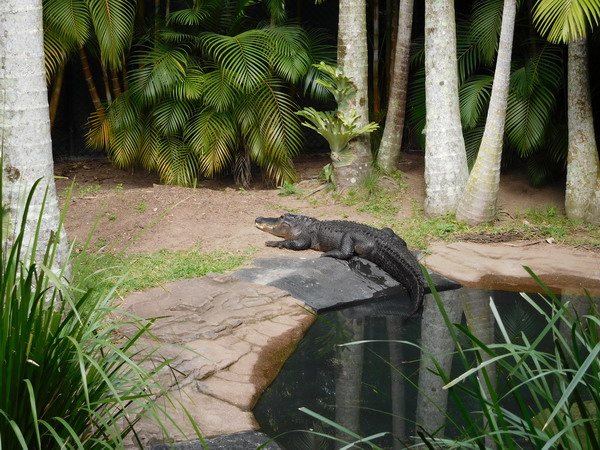 Crocodile in Australia Zoo