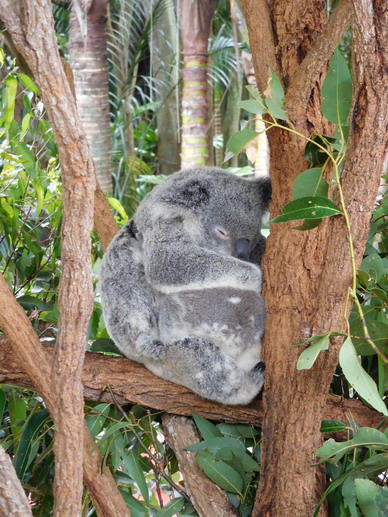 Koala Sleepng in Tree