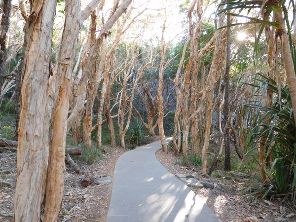 Tree lined path at Noosa Head